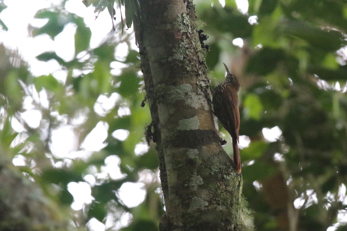 Montane Woodcreeper - ML638562503