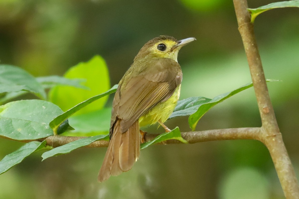 Bulbul chevelu - ML638562504