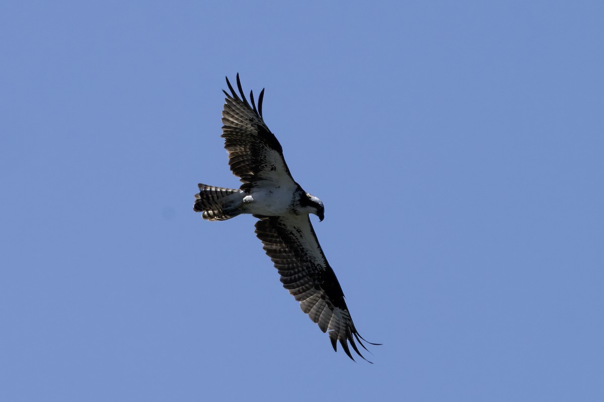 Osprey - ML638562508