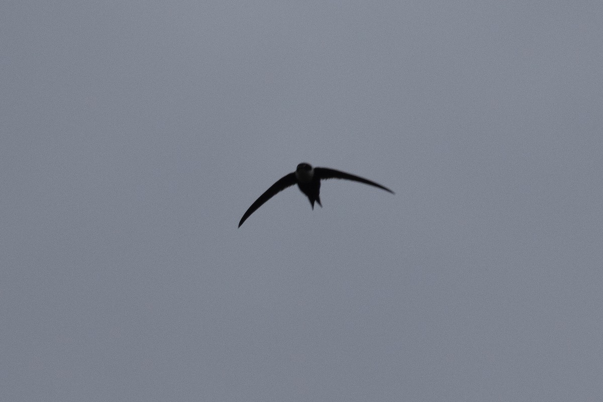 Lesser Swallow-tailed Swift - ML638562514