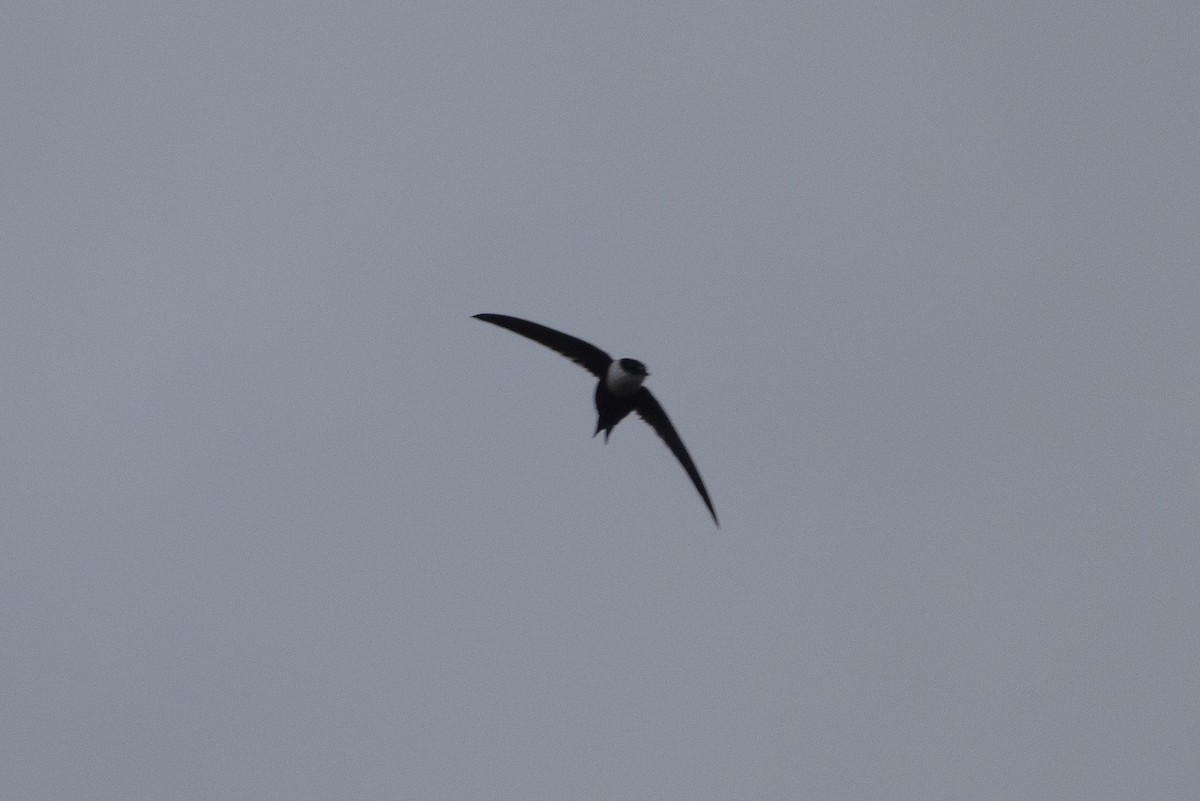 Lesser Swallow-tailed Swift - ML638562517