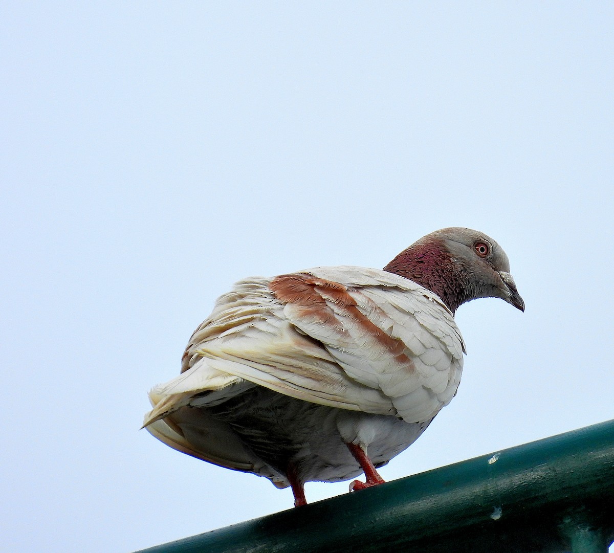 Pigeon biset (forme domestique) - ML638562519