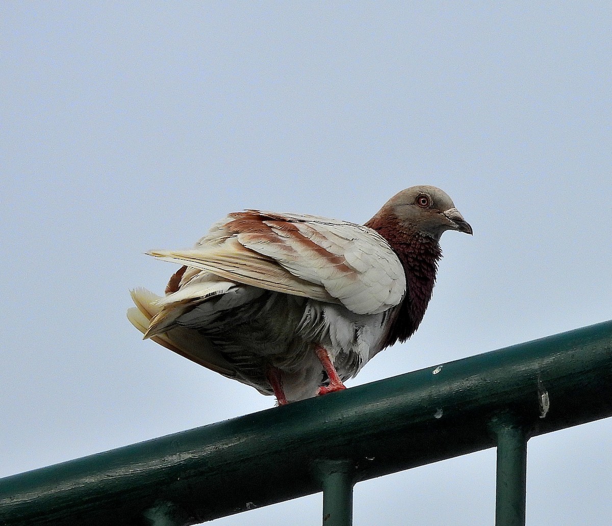 Pigeon biset (forme domestique) - ML638562522