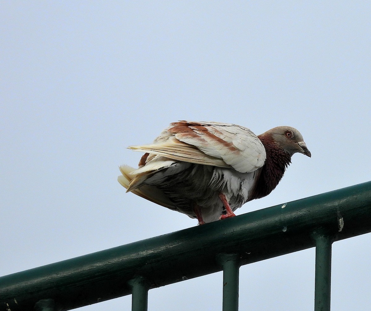 Pigeon biset (forme domestique) - ML638562523