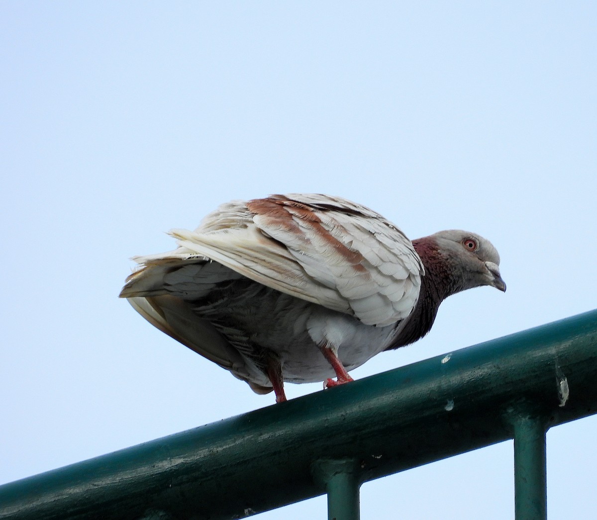 Pigeon biset (forme domestique) - ML638562525