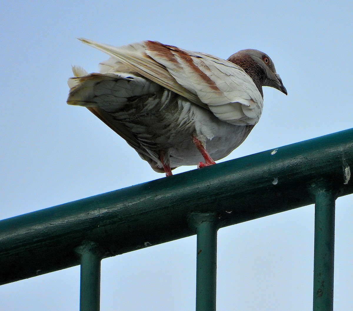 Pigeon biset (forme domestique) - ML638562527