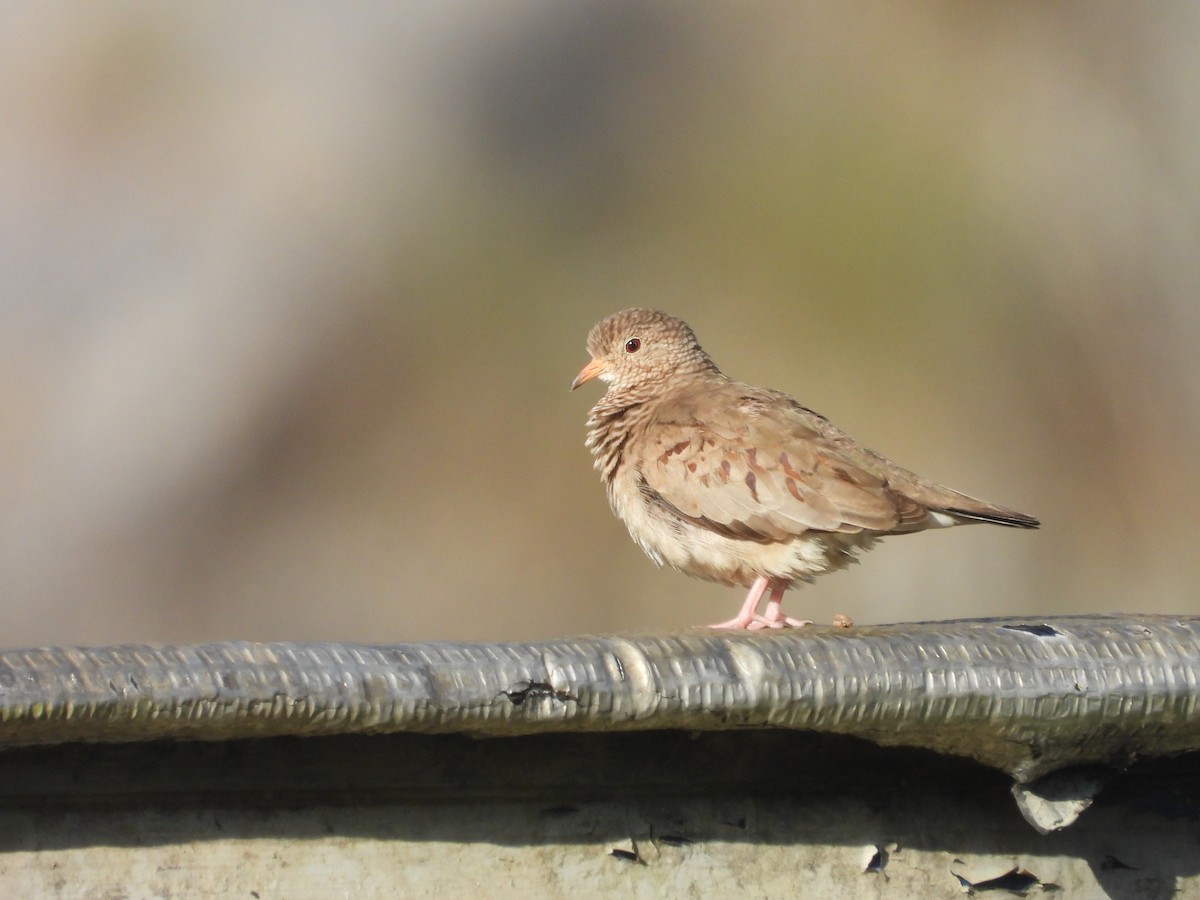 Columbina Común - ML638562529
