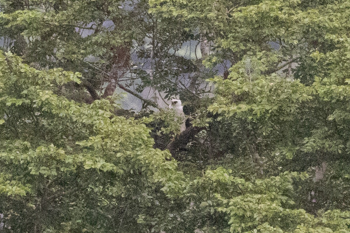 Black-and-white Hawk-Eagle - ML638562535