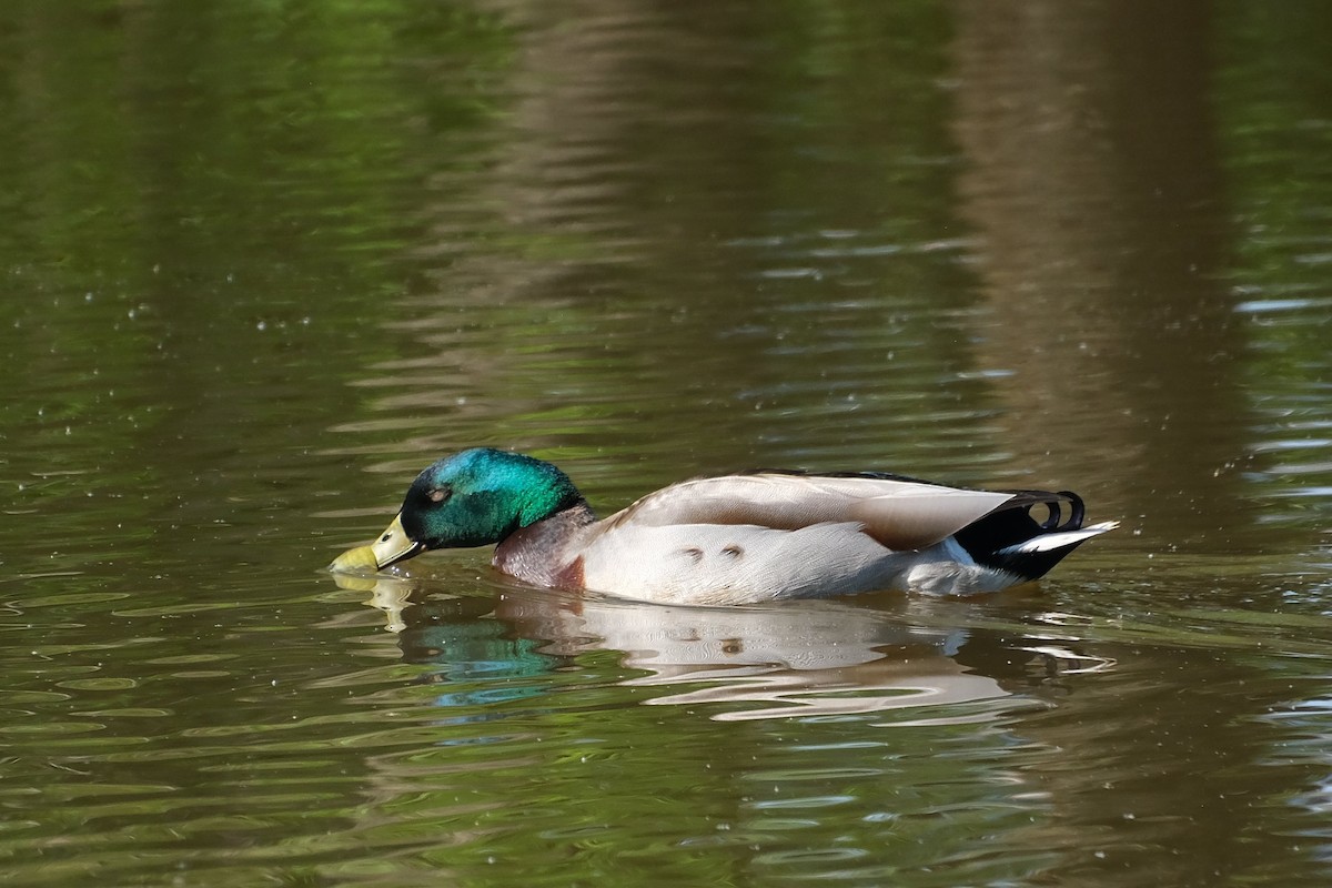 Mallard - ML638562538