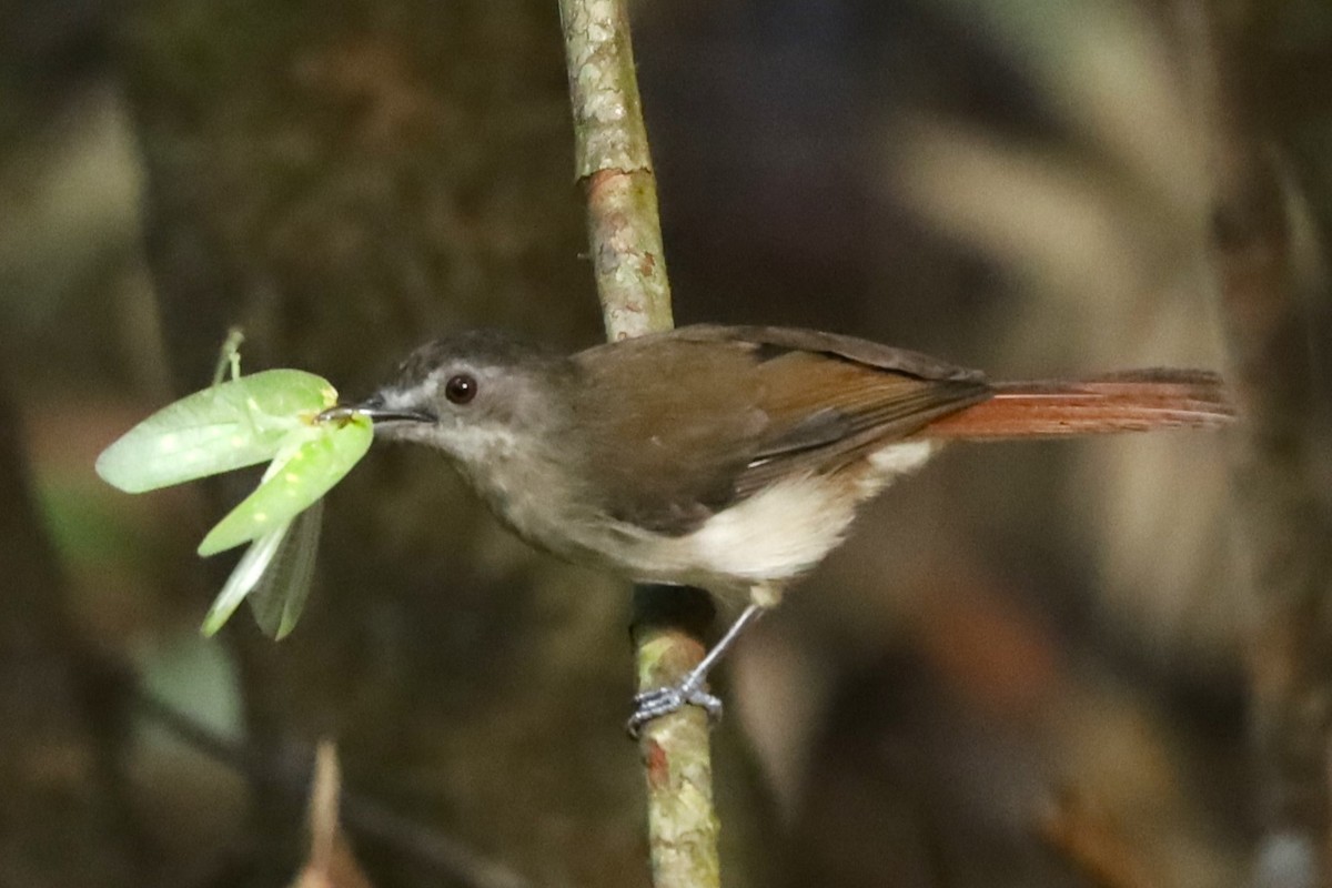 White-chested Babbler - ML638562593