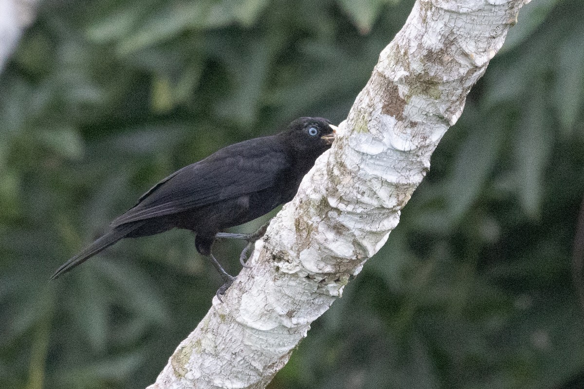 Scarlet-rumped Cacique - ML638562596