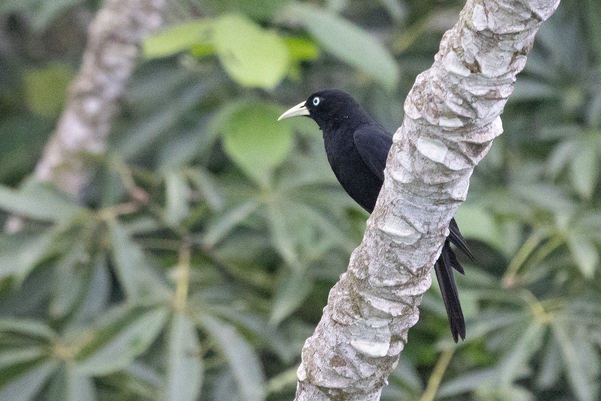 Scarlet-rumped Cacique - ML638562597