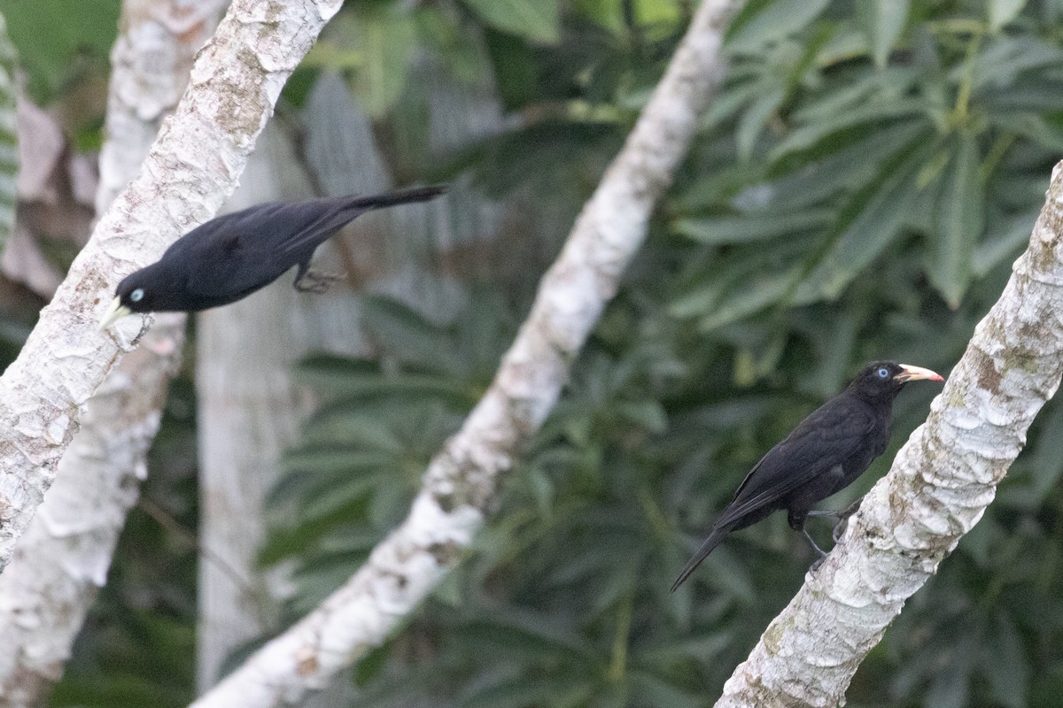 Scarlet-rumped Cacique - ML638562598