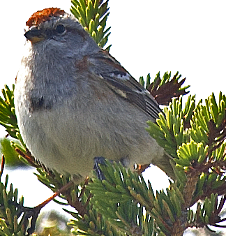 strnádka pokřovní - ML638562600