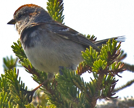 strnádka pokřovní - ML638562601