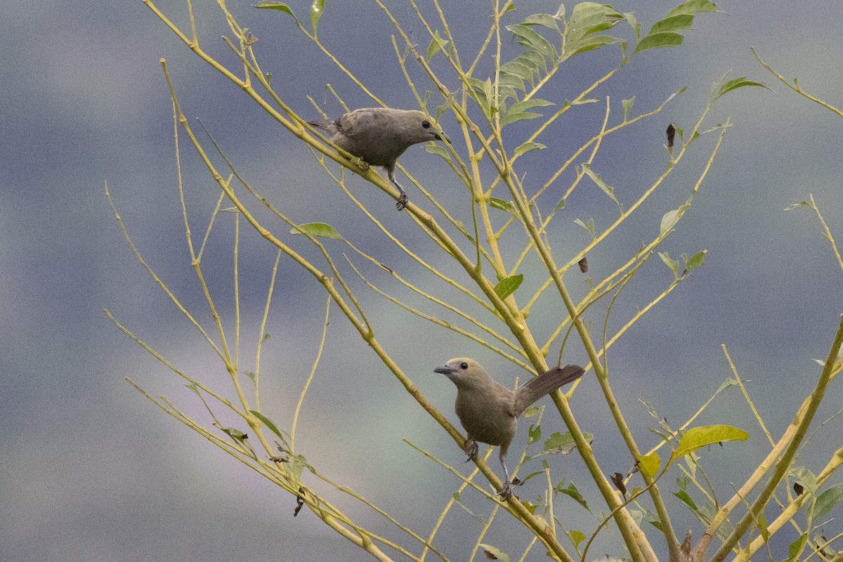 Palm Tanager - ML638562613