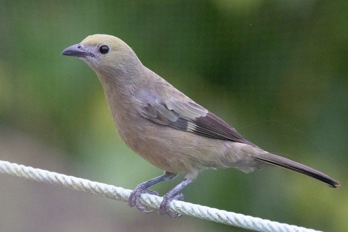 Palm Tanager - ML638562615
