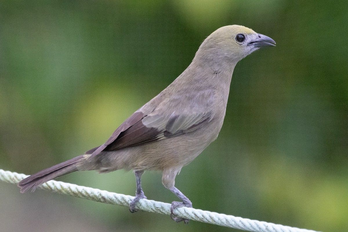 Palm Tanager - ML638562616