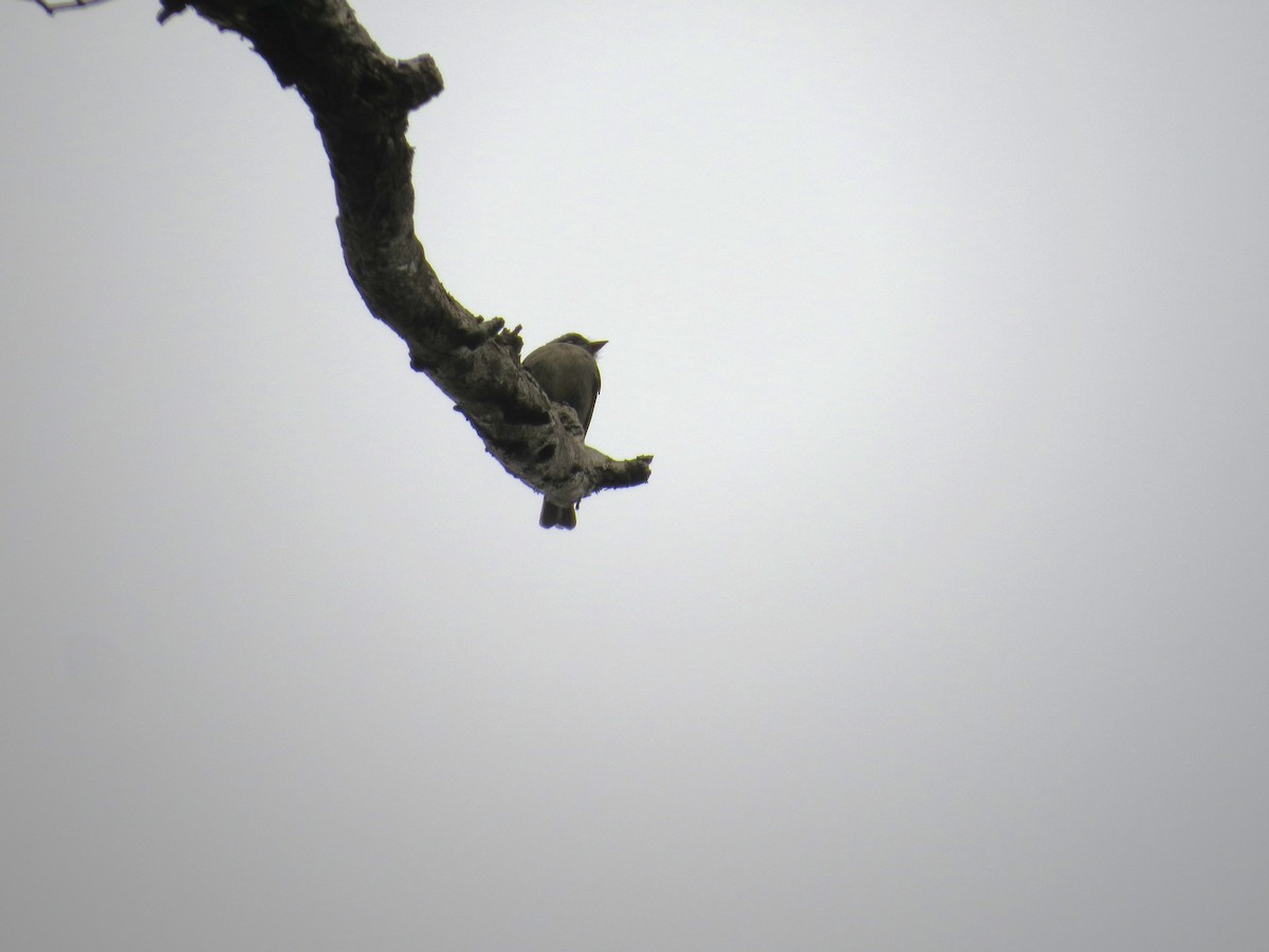 Southern Tropical Pewee - ML638562644