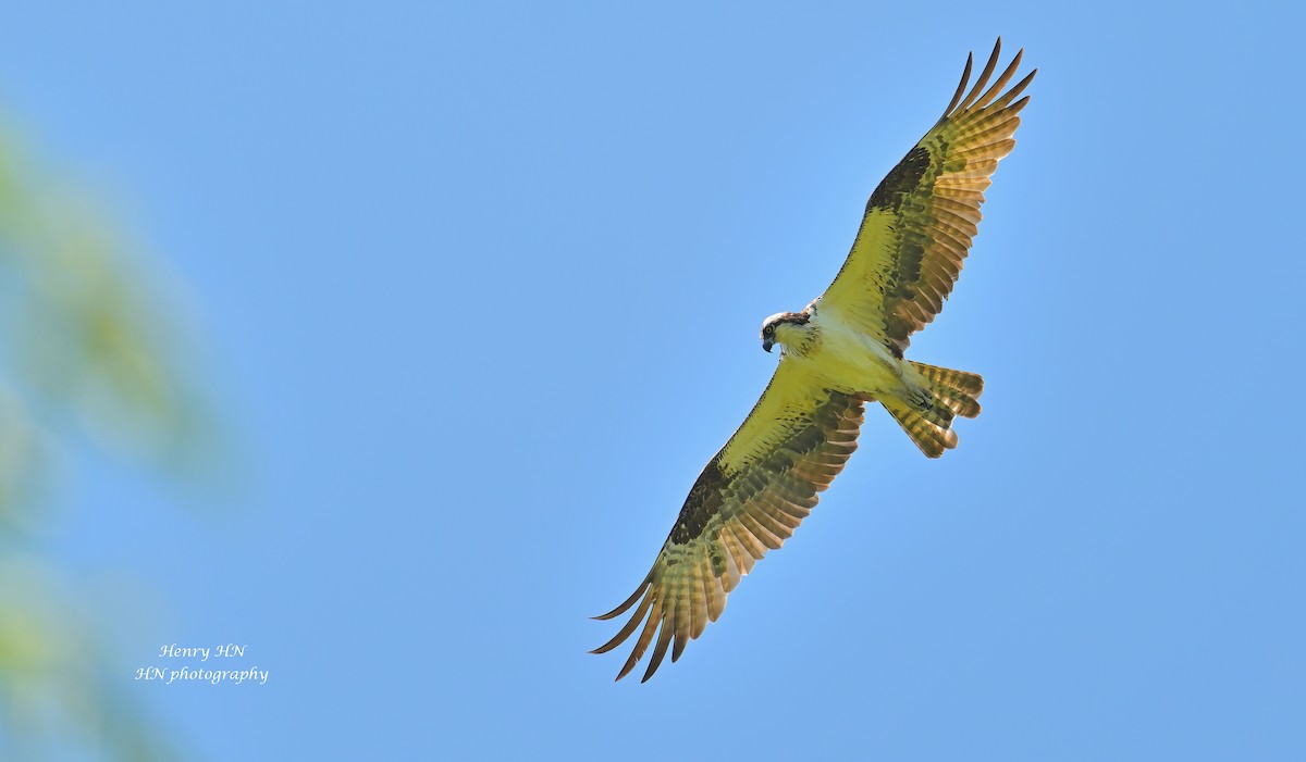 Osprey - ML638562645