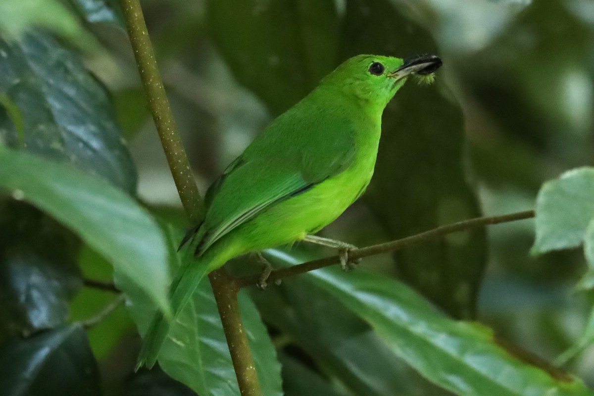 Lesser Green Leafbird - ML638562665
