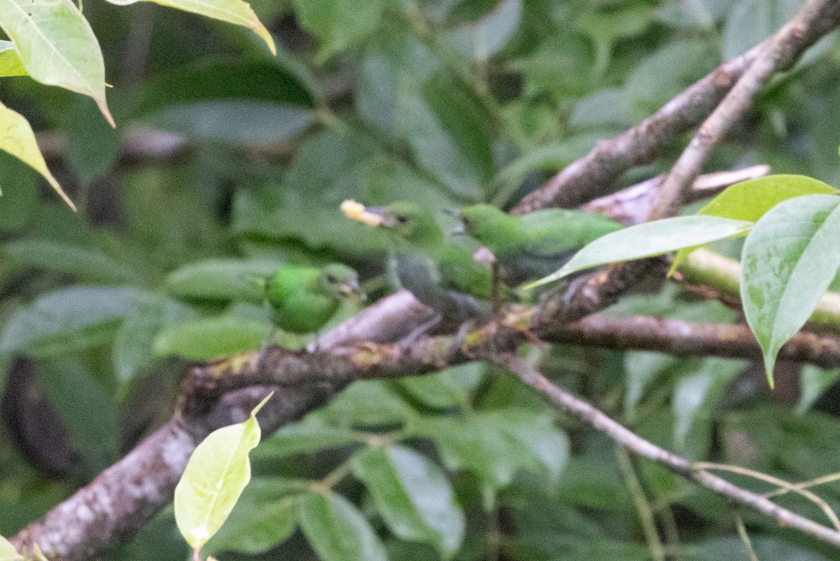 Green Honeycreeper - ML638562666