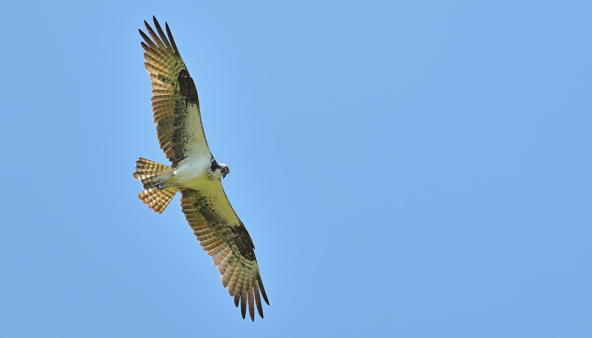 Osprey - ML638562677
