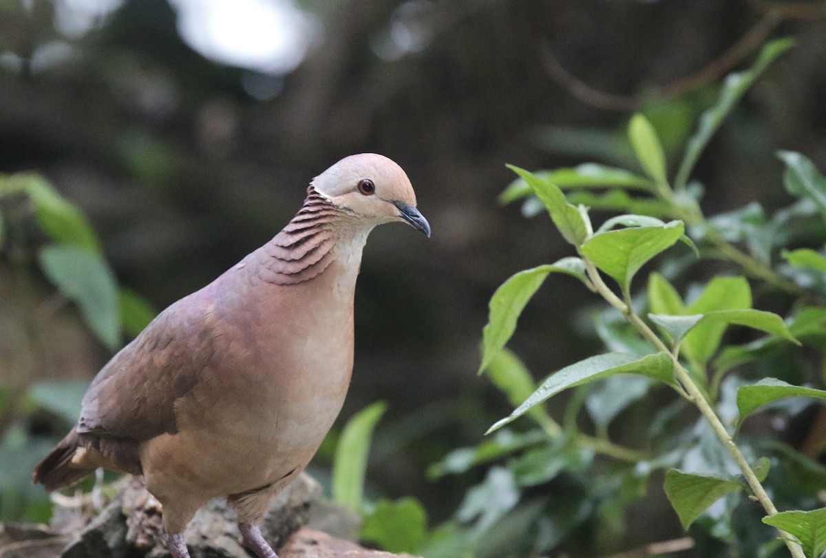 Lined Quail-Dove (linearis) - ML638562705