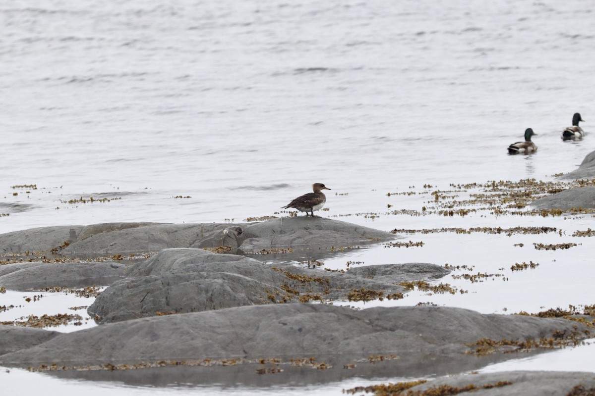 Hooded Merganser - ML638562707