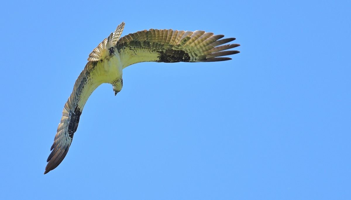 Osprey - ML638562708