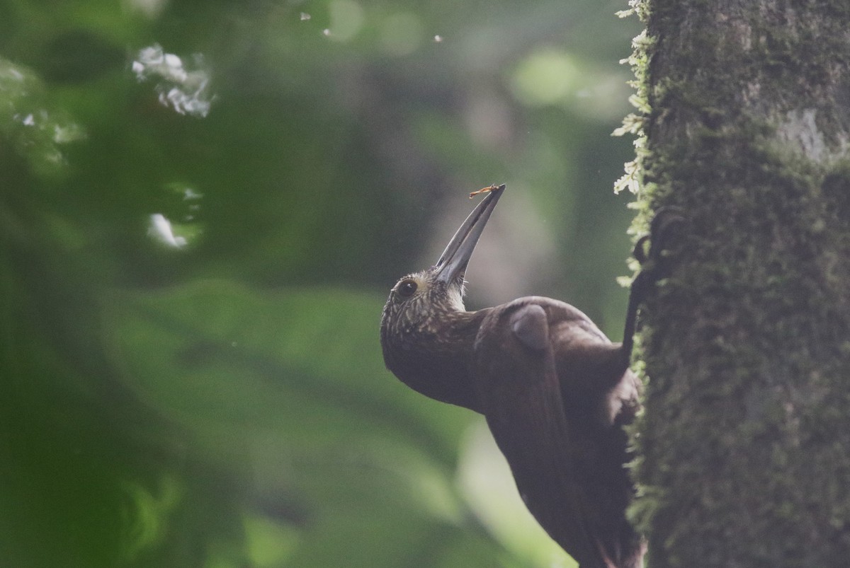 Strong-billed Woodcreeper (Andean/Northern) - ML638562714