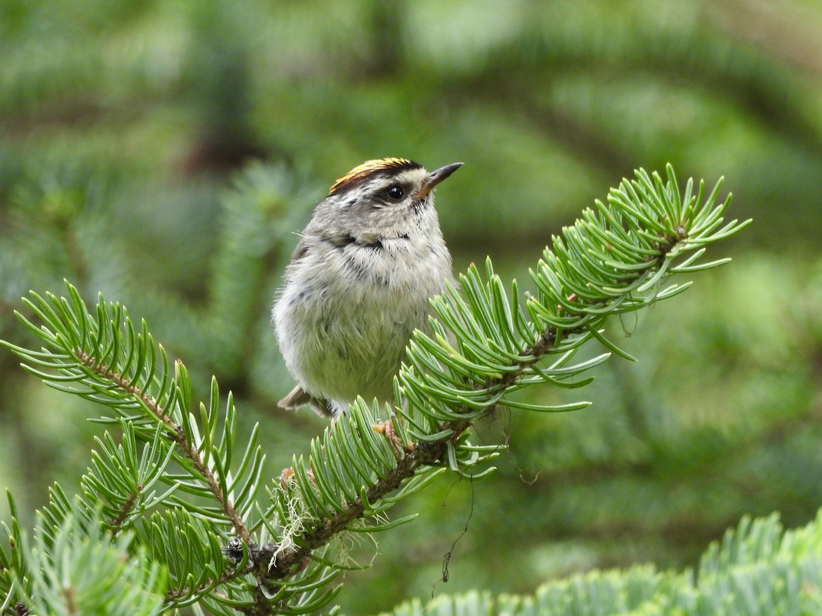 Golden-crowned Kinglet - ML638562742