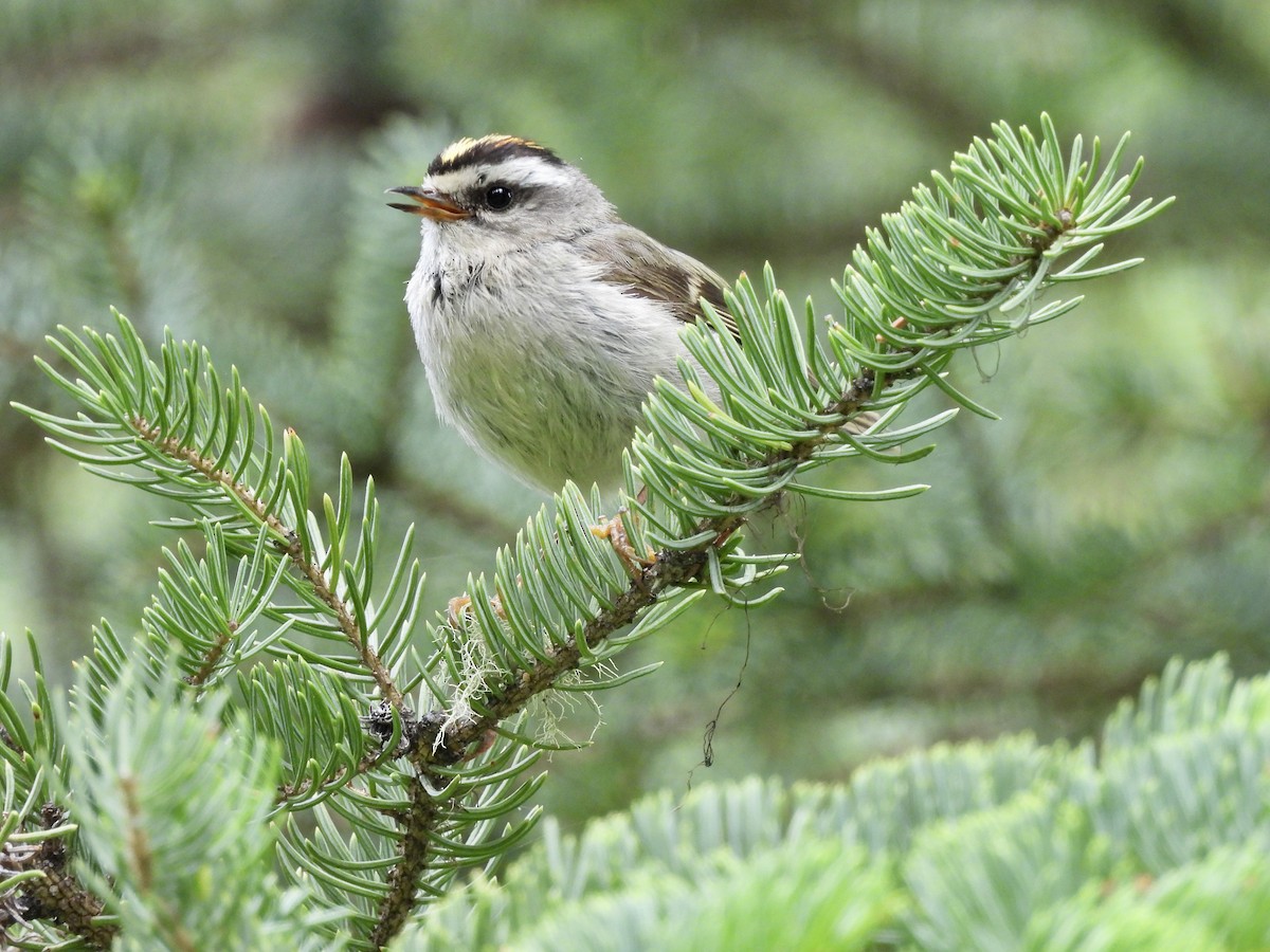 Golden-crowned Kinglet - ML638562743