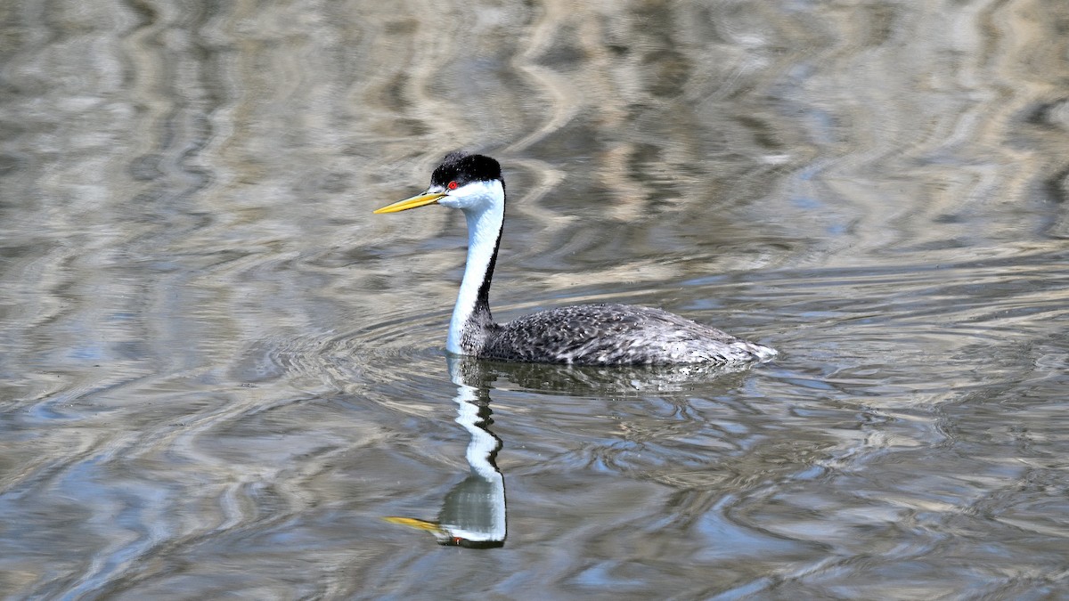Western Grebe - ML638562783