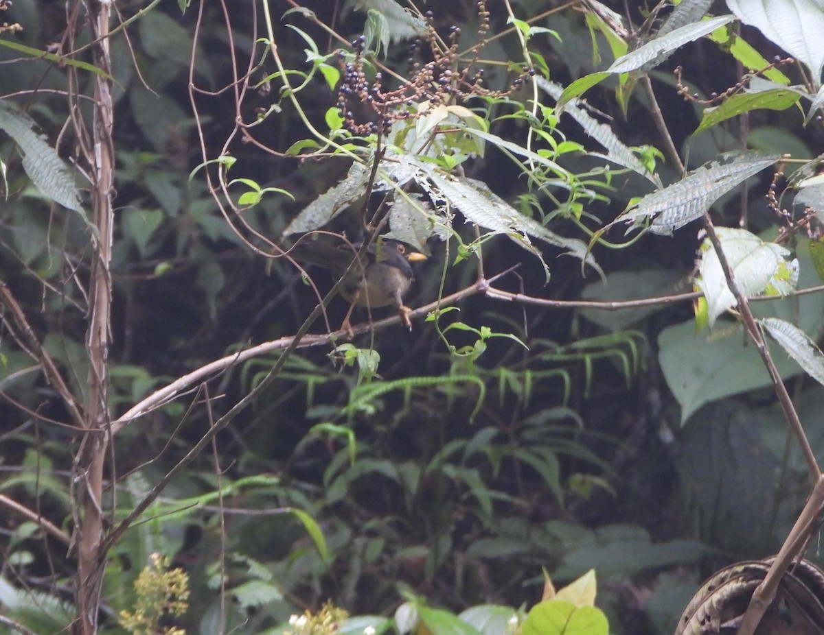 Black-hooded Thrush - ML638562784