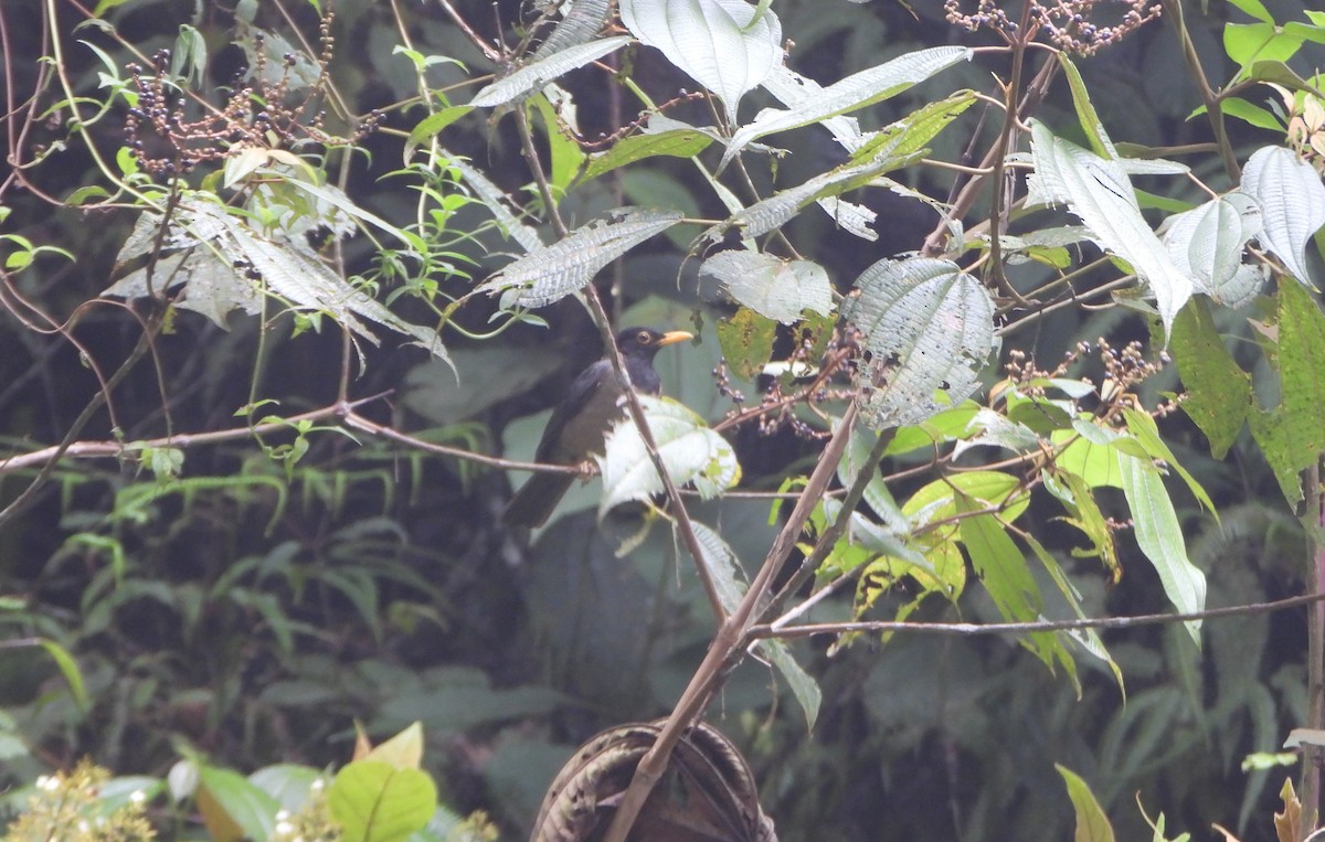 Black-hooded Thrush - ML638562785