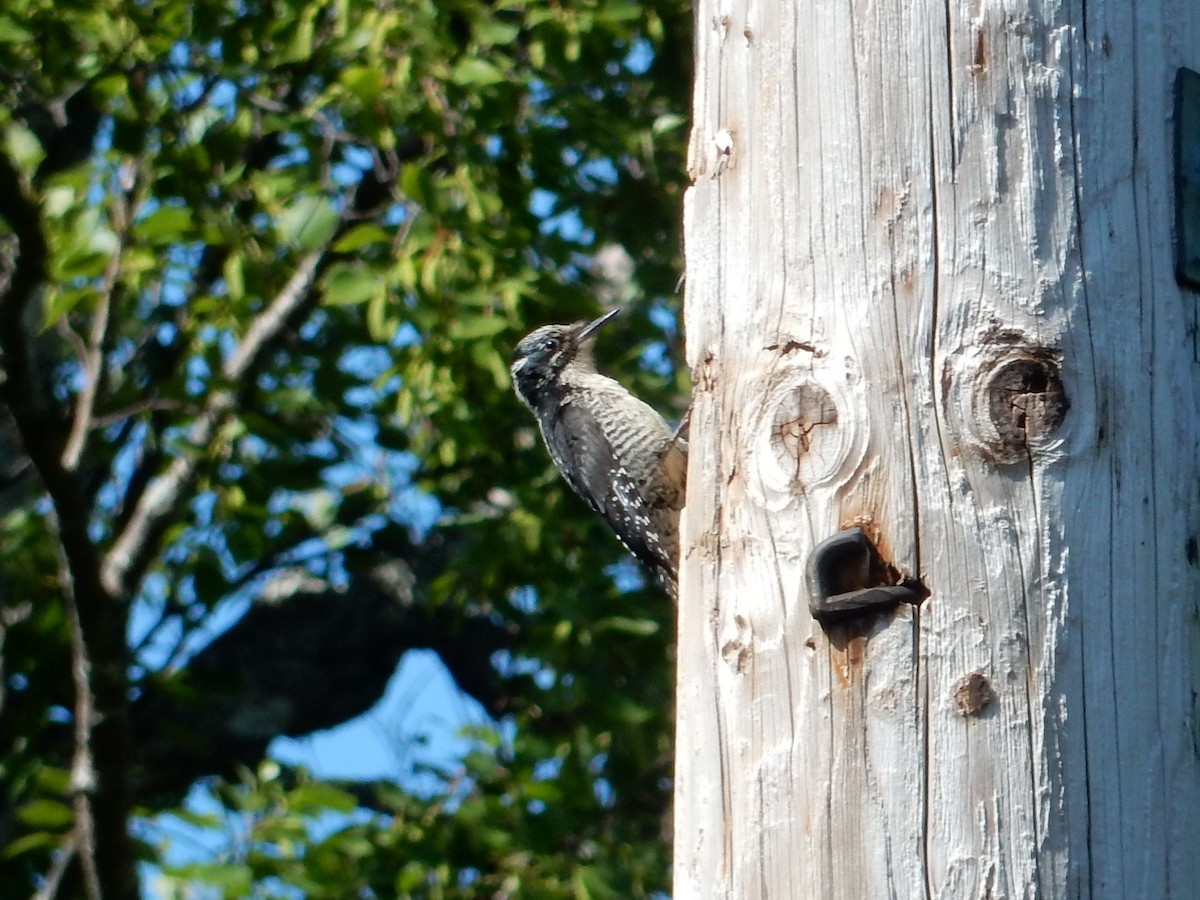 American Three-toed Woodpecker - ML638562816