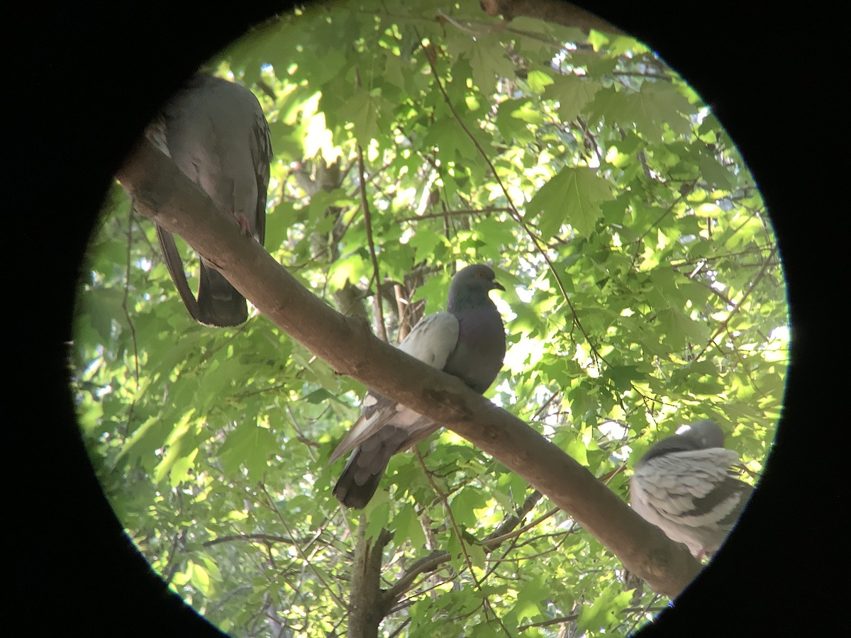 Pigeon biset (forme domestique) - ML638562820