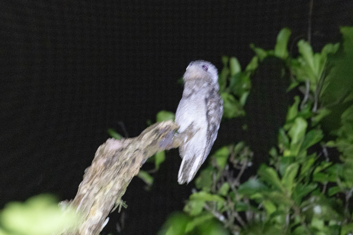 Great Potoo - ML638562921