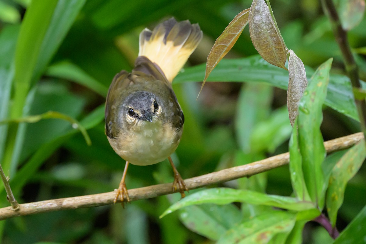Buff-rumped Warbler - ML638563001