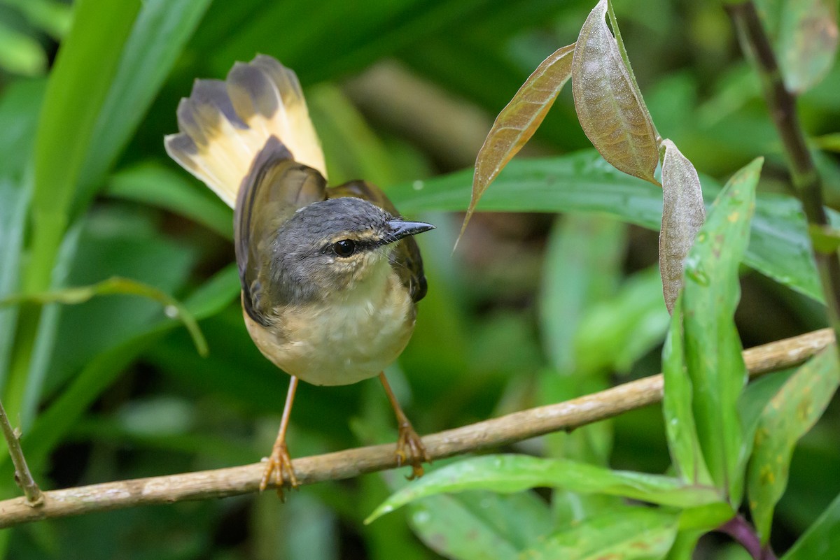 Buff-rumped Warbler - ML638563002