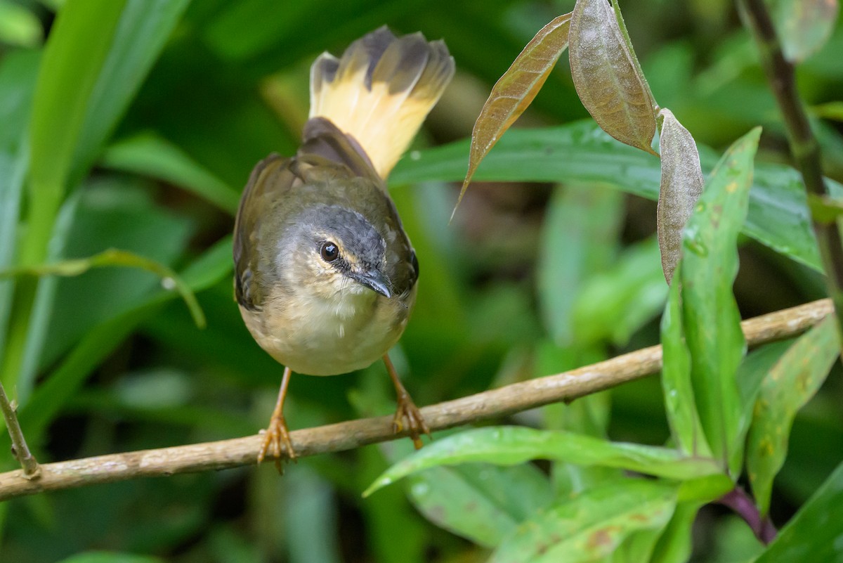 Buff-rumped Warbler - ML638563003