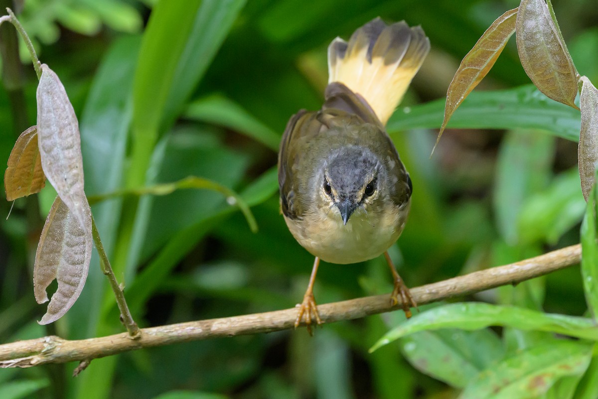 Buff-rumped Warbler - ML638563004