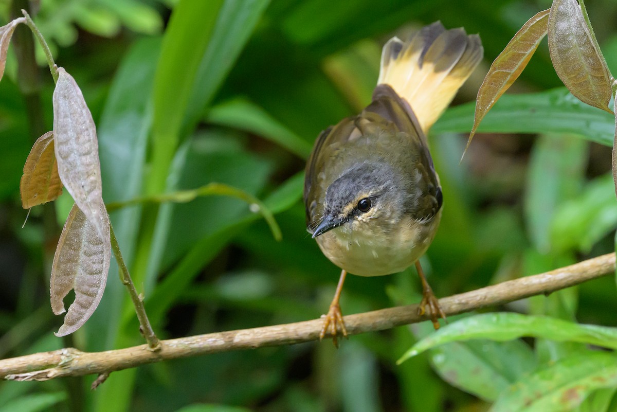 Buff-rumped Warbler - ML638563005