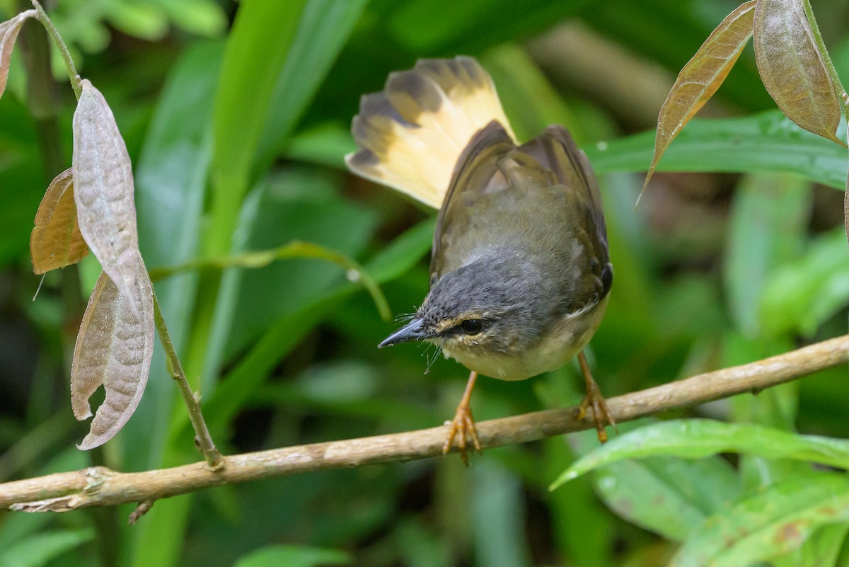 Buff-rumped Warbler - ML638563006