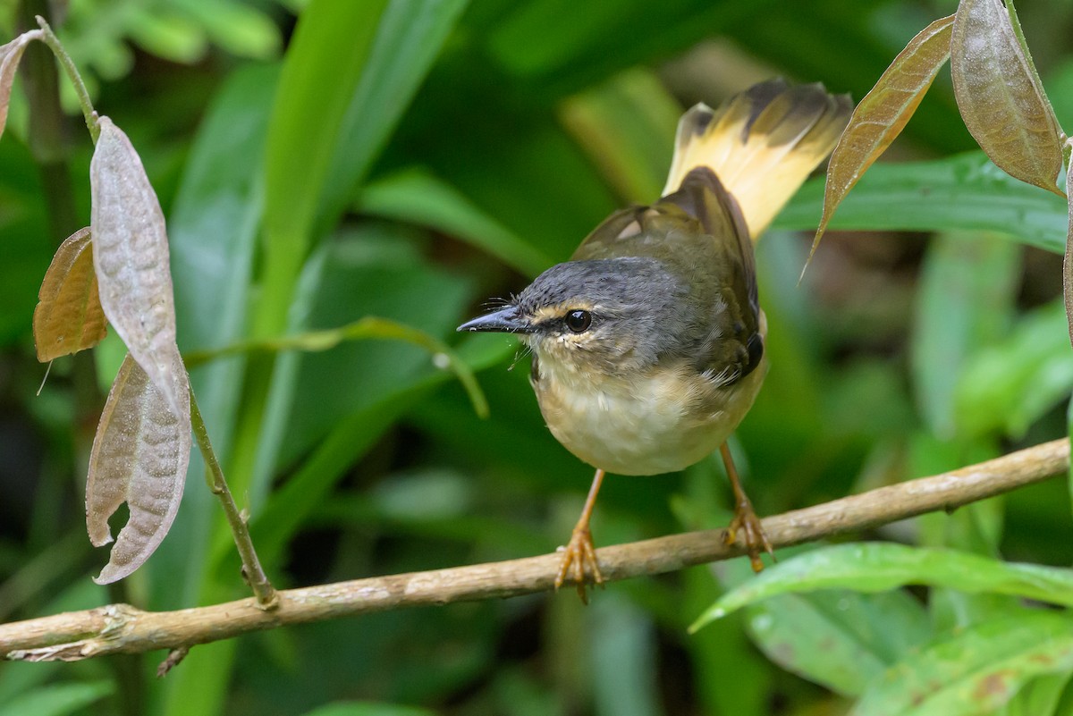 Buff-rumped Warbler - ML638563007