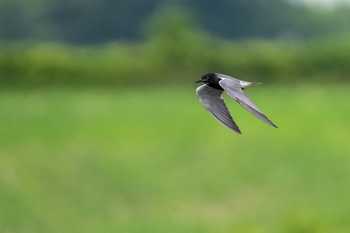 Black Tern - ML638563031
