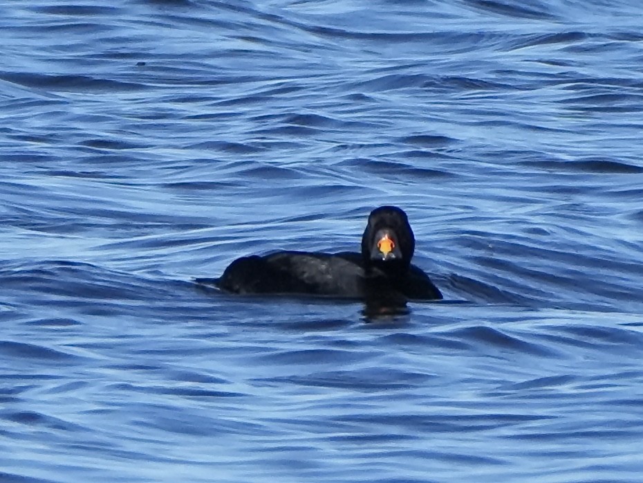 Common Scoter - ML638563035