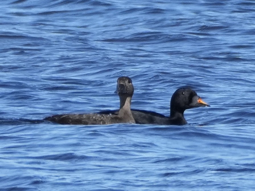 Common Scoter - ML638563036