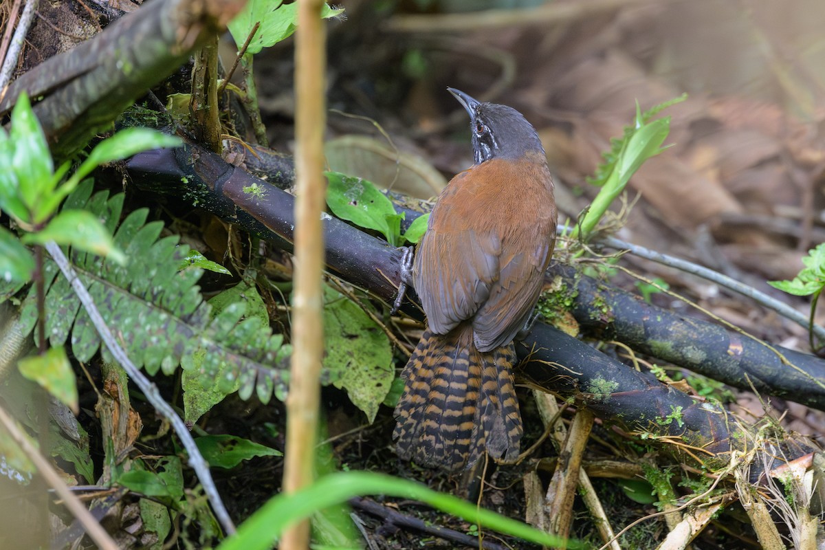 Sooty-headed Wren - ML638563071